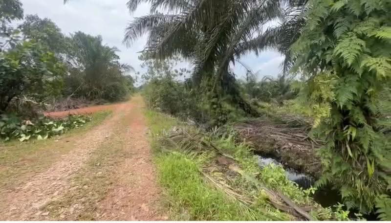 Agricultural Land for Sale in Pekan Nenas (Johor) - Tomi Yap - Exterior - PropertyGuru.com.my