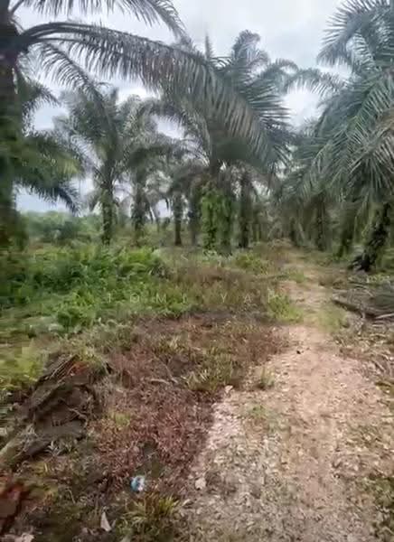 Agricultural Land for Sale in Pekan Nenas (Johor) - Tomi Yap - Exterior - PropertyGuru.com.my