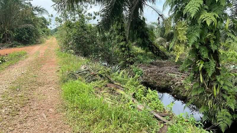 Agricultural Land for Sale in Pekan Nenas (Johor) - Tomi Yap - Exterior - PropertyGuru.com.my