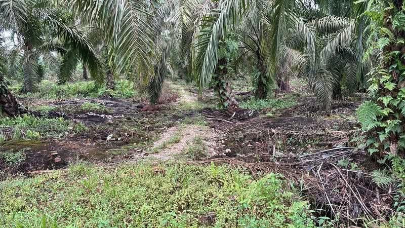 Agricultural Land for Sale in Pekan Nenas (Johor) - Tomi Yap - Exterior - PropertyGuru.com.my