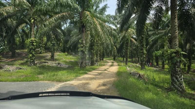 Agricultural Land for Sale in Jerantut (Pahang) - Kien Yung Liaw - PropertyGuru.com.my