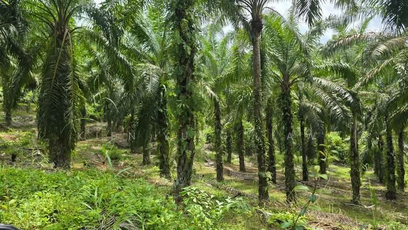 Agricultural Land for Sale in Jerantut (Pahang) - Kien Yung Liaw - PropertyGuru.com.my