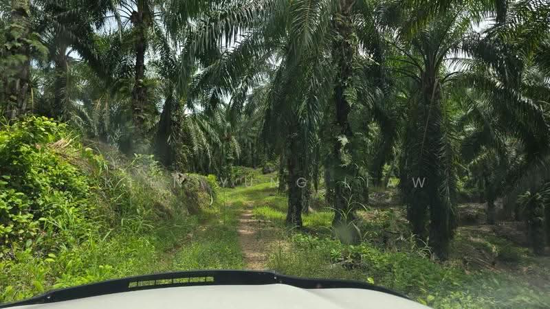 Agricultural Land for Sale in Jerantut (Pahang) - Kien Yung Liaw - PropertyGuru.com.my