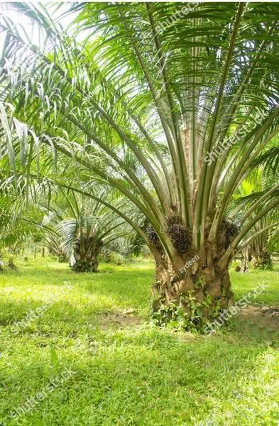 Tanah Pertanian untuk Dijual di Bakri (Johor) - Fion Lim - Garden - PropertyGuru.com.my