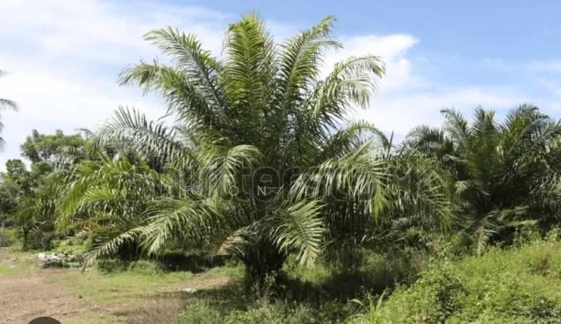 Tanah Pertanian untuk Dijual di Bakri (Johor) - Fion Lim - Garden - PropertyGuru.com.my