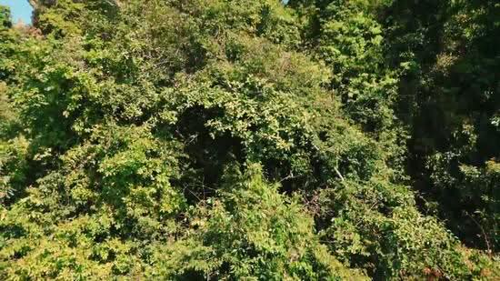 Commercial Land for Sale in Padang Mat Sirat (Kedah) - Mark Saw - PropertyGuru.com.my
