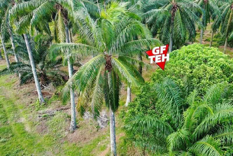 Tanah Pertanian untuk Dijual di Sungai Bakap (Penang) - Teh Guan Fong - PropertyGuru.com.my