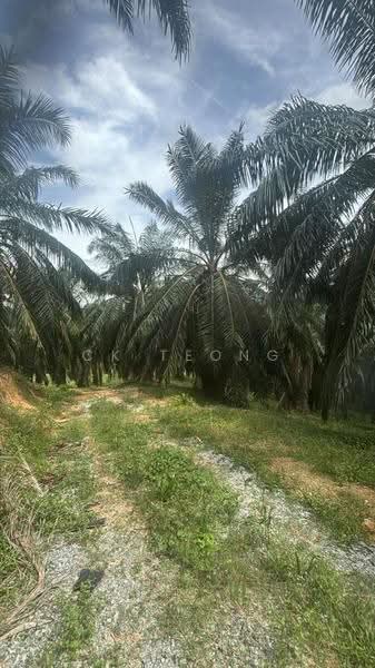 Tanah Pertanian untuk Dijual di Lenggong (Perak) - CK Teong - Garden - PropertyGuru.com.my