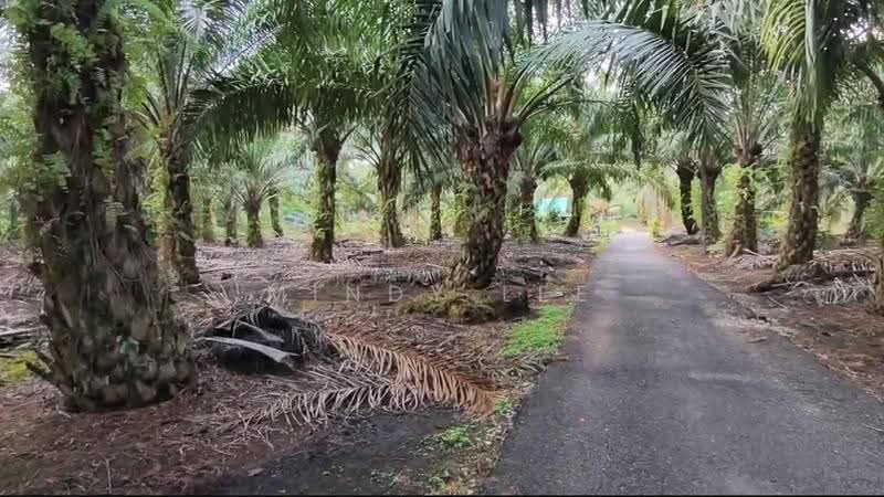 Tanah Pertanian untuk Dijual di Kukup (Johor) - Mindy Lee - Exterior - PropertyGuru.com.my