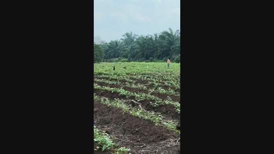 Tanah Pertanian untuk Dijual di Telok Panglima Garang (Selangor) - Siva Prakasam - PropertyGuru.com.my