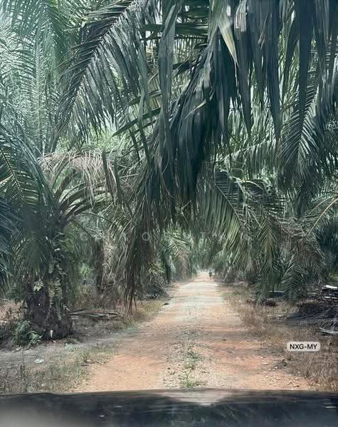 Agricultural Land for Sale in Kuala Selangor (Selangor) - Chloe Tan - PropertyGuru.com.my