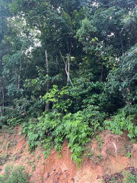 Tanah Pertanian untuk Dijual di Slim River (Perak) - Alvin Seah - Exterior - PropertyGuru.com.my