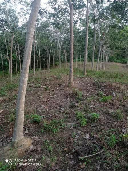 Agricultural Land for Sale in Slim River (Perak) - Mahenthiran . - Exterior - PropertyGuru.com.my