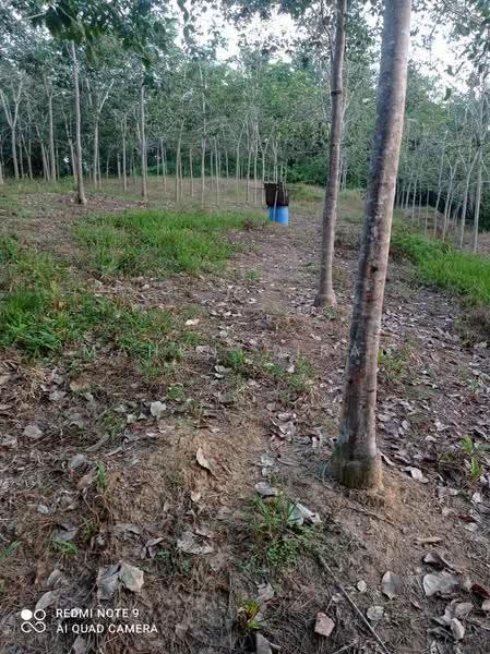 Agricultural Land for Sale in Slim River (Perak) - Mahenthiran . - Exterior - PropertyGuru.com.my
