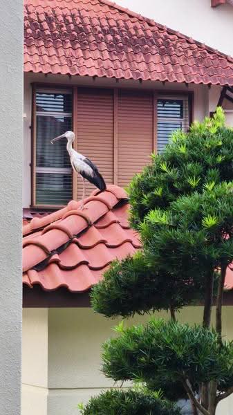 Rumah Berkembar untuk Dijual di Pju 1a (Ara Damansara) - May Chen - Exterior - PropertyGuru.com.my