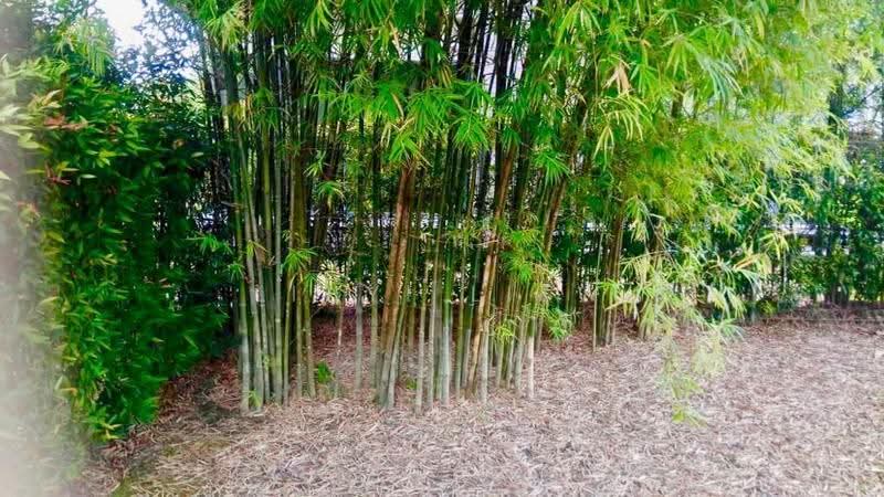 Bungalow House for Rent in Leisure Farm (Gelang Patah) - Lihyi Liew - Garden - PropertyGuru.com.my