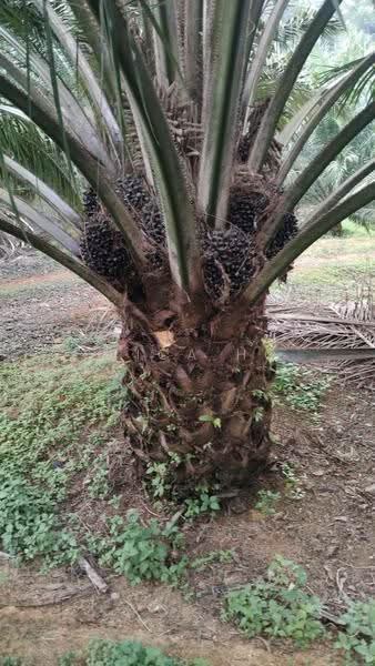 Tanah Pertanian untuk Dijual di Taman Nusantara Prima (Gelang Patah) - Erica Ho - PropertyGuru.com.my