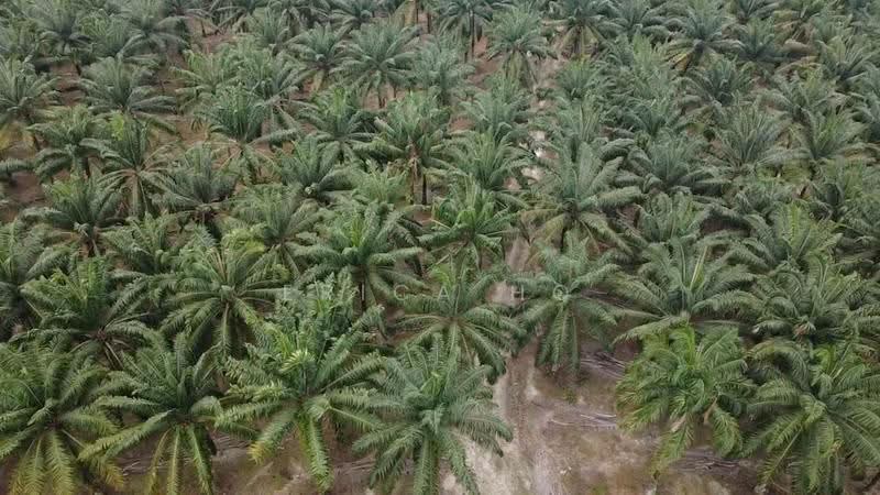 Tanah Pertanian untuk Dijual di Taman Nusantara Prima (Gelang Patah) - Erica Ho - PropertyGuru.com.my