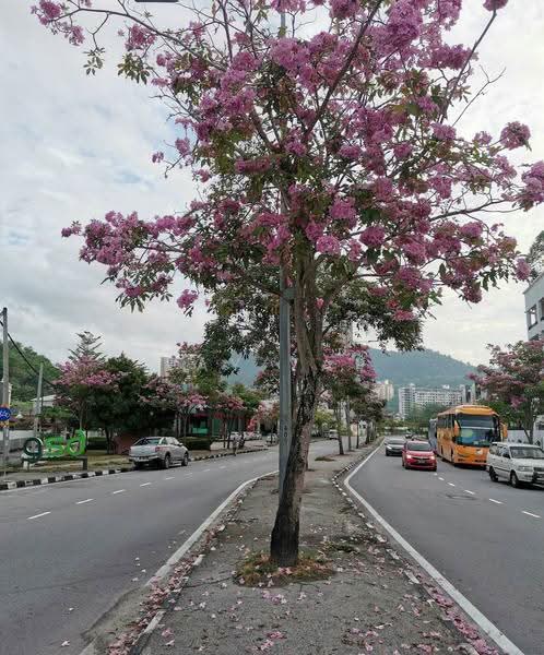 Semi-Detached House for Rent in Sungai Ara (Penang) - Ray Yap - Exterior - PropertyGuru.com.my