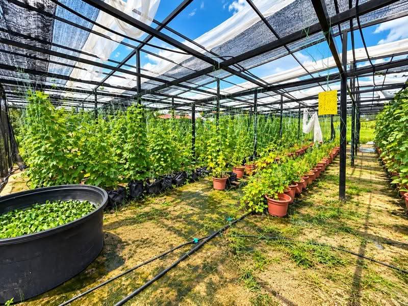 Agricultural Land for Sale in Chuping (Perlis) - Derrick Ng - PropertyGuru.com.my