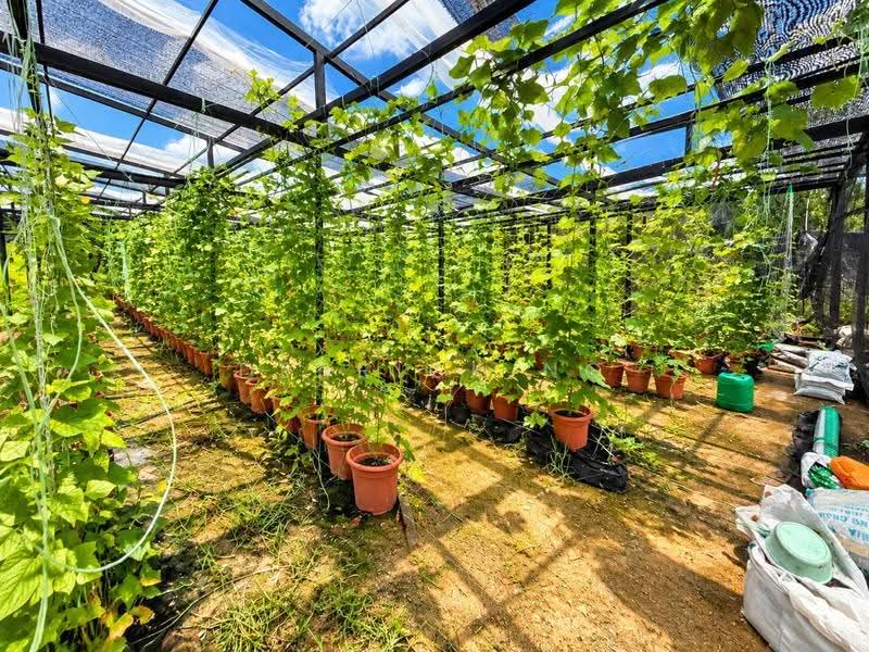Agricultural Land for Sale in Chuping (Perlis) - Derrick Ng - Garden - PropertyGuru.com.my