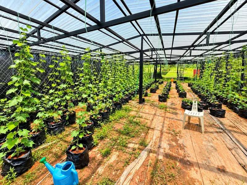 Agricultural Land for Sale in Chuping (Perlis) - Derrick Ng - PropertyGuru.com.my