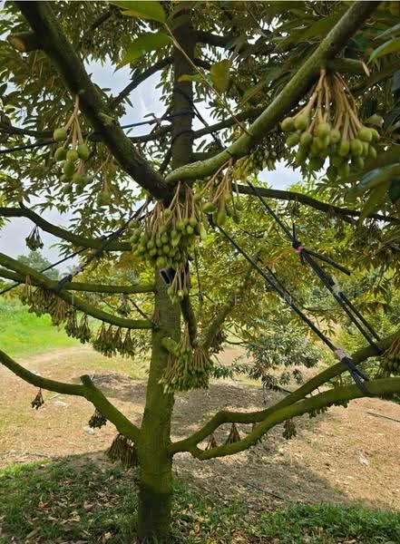 Agricultural Land for Sale in Kampung Sungai Pening (Hulu Semenyih) - Tracy Leong - PropertyGuru.com.my