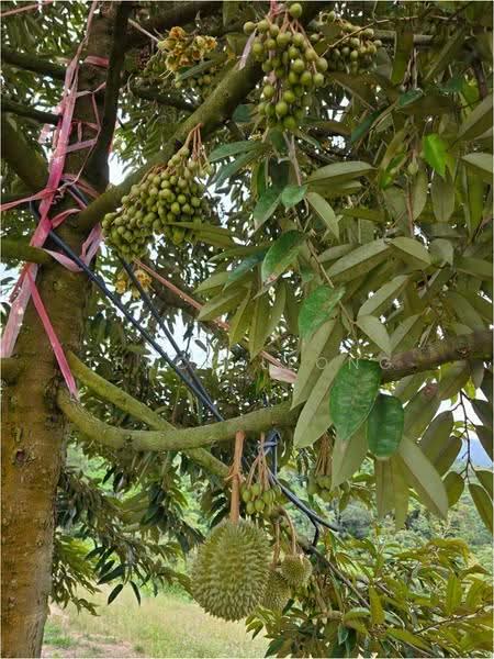 Agricultural Land for Sale in Kampung Sungai Pening (Hulu Semenyih) - Tracy Leong - PropertyGuru.com.my