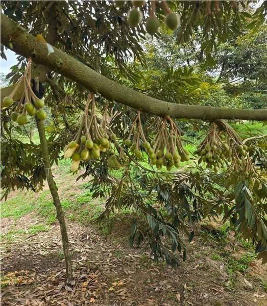 Agricultural Land for Sale in Kampung Sungai Pening (Hulu Semenyih) - Tracy Leong - PropertyGuru.com.my
