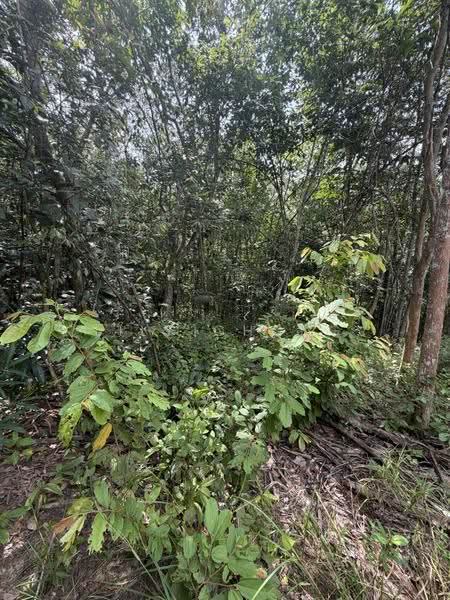 Agricultural Land for Sale in Sungai Siput (Perak) - Lily Chong - Garden - PropertyGuru.com.my