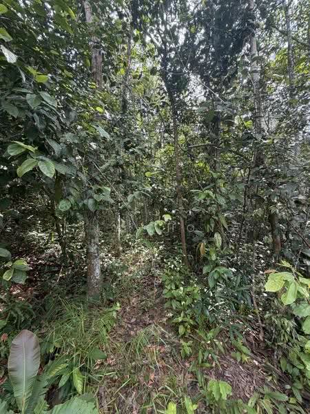 Agricultural Land for Sale in Sungai Siput (Perak) - Lily Chong - PropertyGuru.com.my