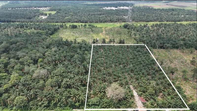 Tanah Pertanian untuk Dijual di Gelang Patah (Johor) - Mancy Lim - PropertyGuru.com.my