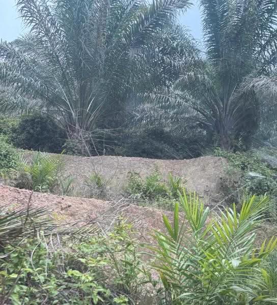 Agricultural Land for Sale in Johol (Negeri Sembilan) - Kelly Wai - PropertyGuru.com.my