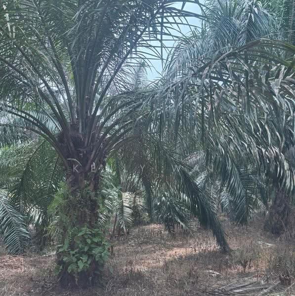 Agricultural Land for Sale in Johol (Negeri Sembilan) - Kelly Wai - PropertyGuru.com.my
