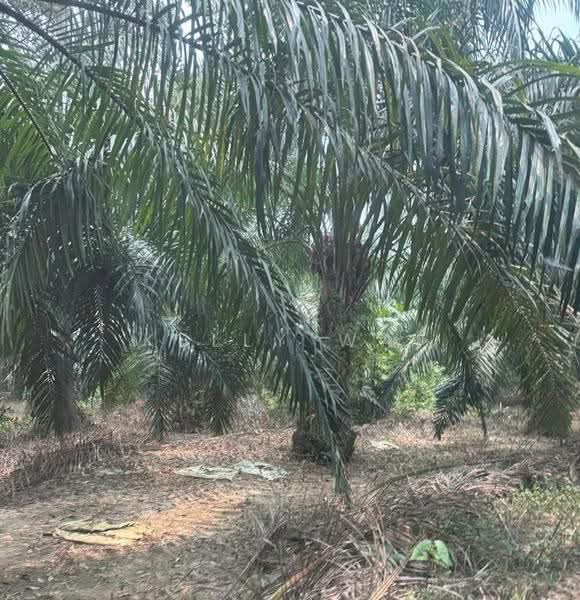 Agricultural Land for Sale in Johol (Negeri Sembilan) - Kelly Wai - PropertyGuru.com.my