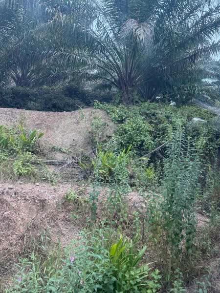 Agricultural Land for Sale in Johol (Negeri Sembilan) - Kelly Wai - PropertyGuru.com.my