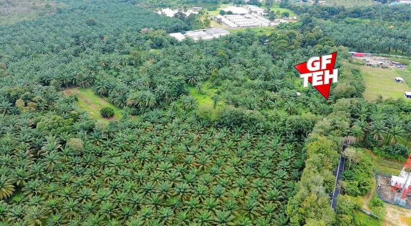 Agricultural Land for Sale in Bukit Mertajam (Penang) - Teh Guan Fong - PropertyGuru.com.my