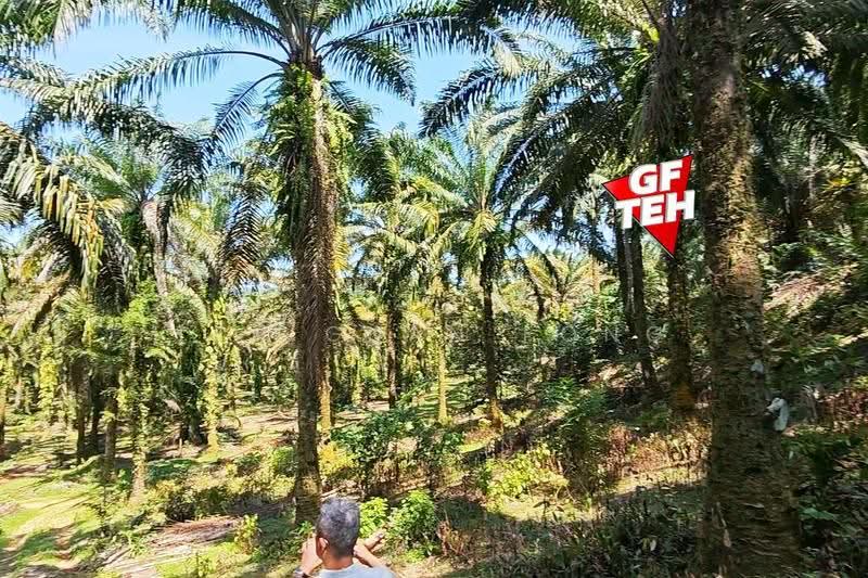 Agricultural Land for Sale in Bukit Mertajam (Penang) - Teh Guan Fong - PropertyGuru.com.my