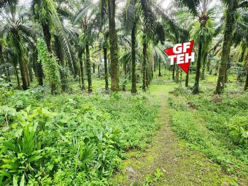 Agricultural Land for Sale in Bukit Mertajam (Penang) - Teh Guan Fong - PropertyGuru.com.my