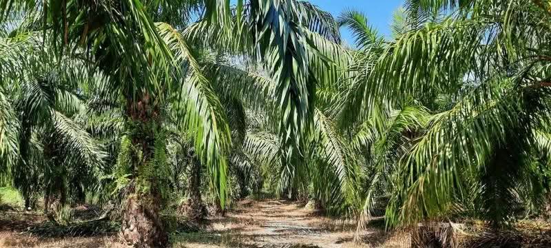 Tanah Perindustrian untuk Dijual di Sungai Siput (Perak) - Ck Nyau - PropertyGuru.com.my