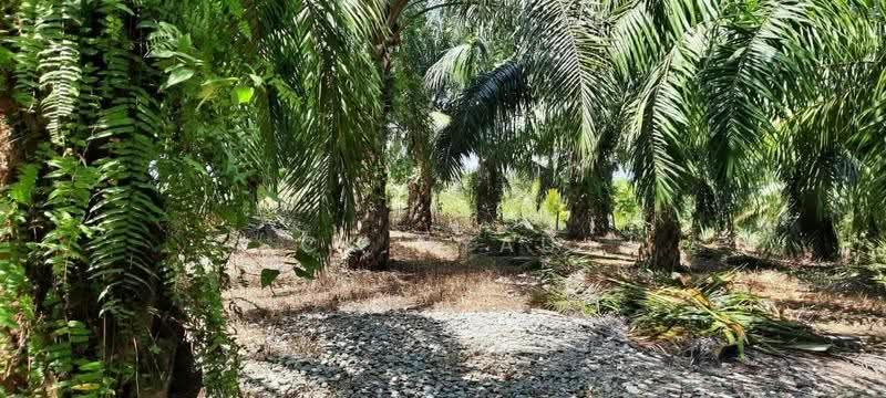 Tanah Perindustrian untuk Dijual di Sungai Siput (Perak) - Ck Nyau - Garden - PropertyGuru.com.my