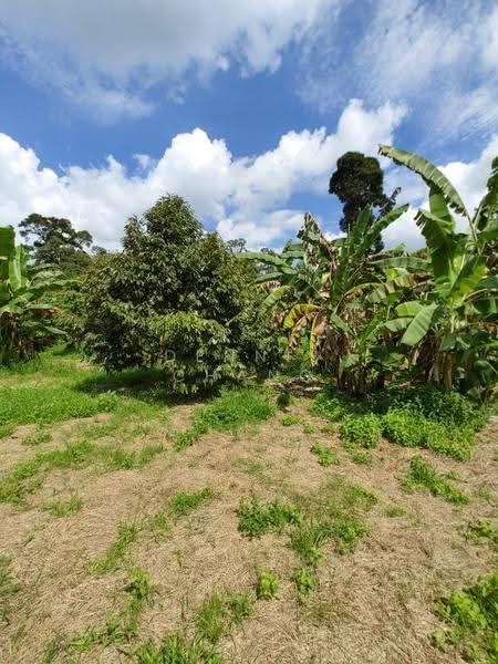 Agricultural Land for Sale in Kampung Baru Mantin (Mantin) - Dennis Chang - Garden - PropertyGuru.com.my