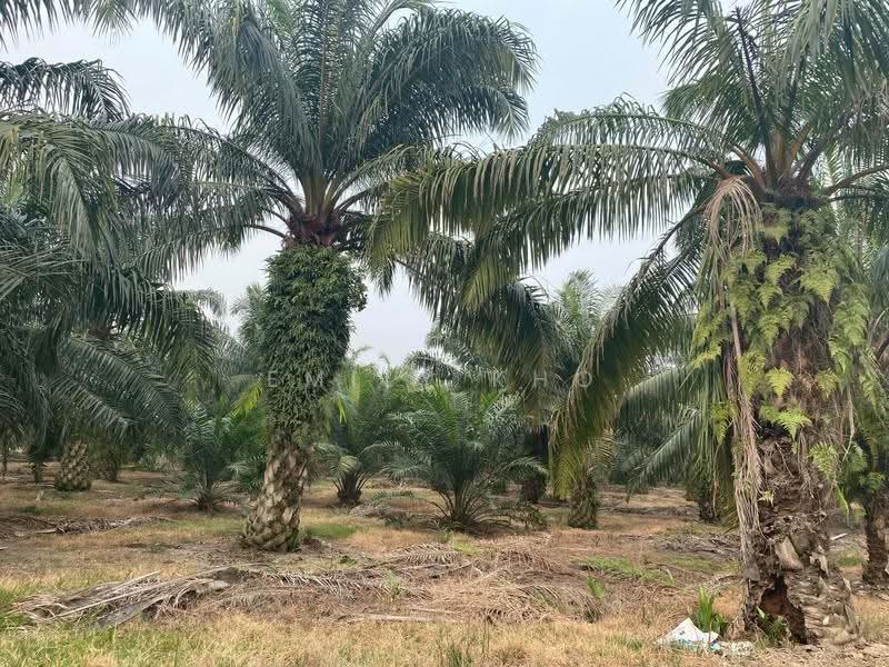 Agricultural Land for Sale in Kuala Selangor (Selangor) - Emily Kho - Exterior - PropertyGuru.com.my