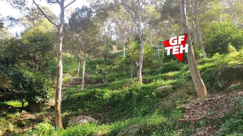 Agricultural Land for Sale in Balik Pulau (Penang) - Teh Guan Fong - Garden - PropertyGuru.com.my