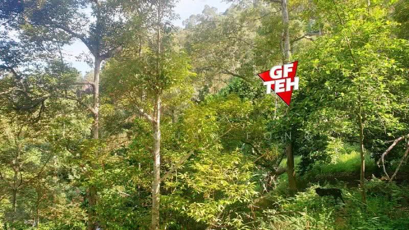 Agricultural Land for Sale in Balik Pulau (Penang) - Teh Guan Fong - Garden - PropertyGuru.com.my