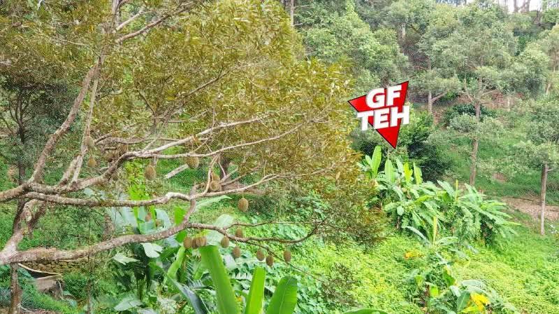 Agricultural Land for Sale in Balik Pulau (Penang) - Teh Guan Fong - PropertyGuru.com.my