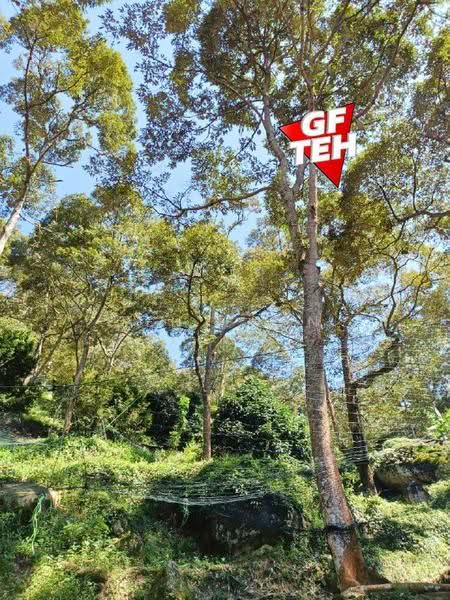Agricultural Land for Sale in Balik Pulau (Penang) - Teh Guan Fong - PropertyGuru.com.my