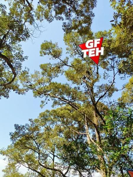 Agricultural Land for Sale in Balik Pulau (Penang) - Teh Guan Fong - PropertyGuru.com.my