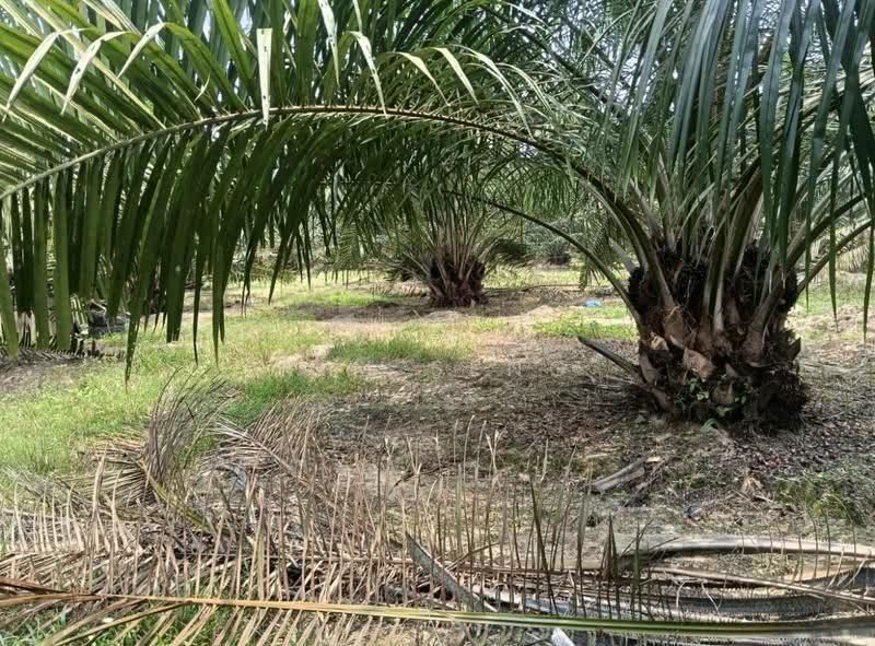 Tanah Pertanian untuk Dijual di Kluang (Johor) - Kim Seng - PropertyGuru.com.my