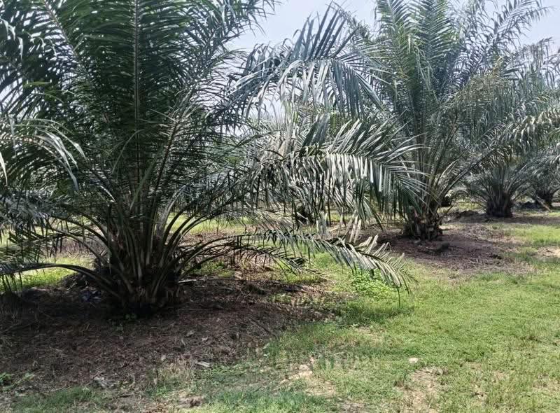 Tanah Pertanian untuk Dijual di Kluang (Johor) - Kim Seng - PropertyGuru.com.my